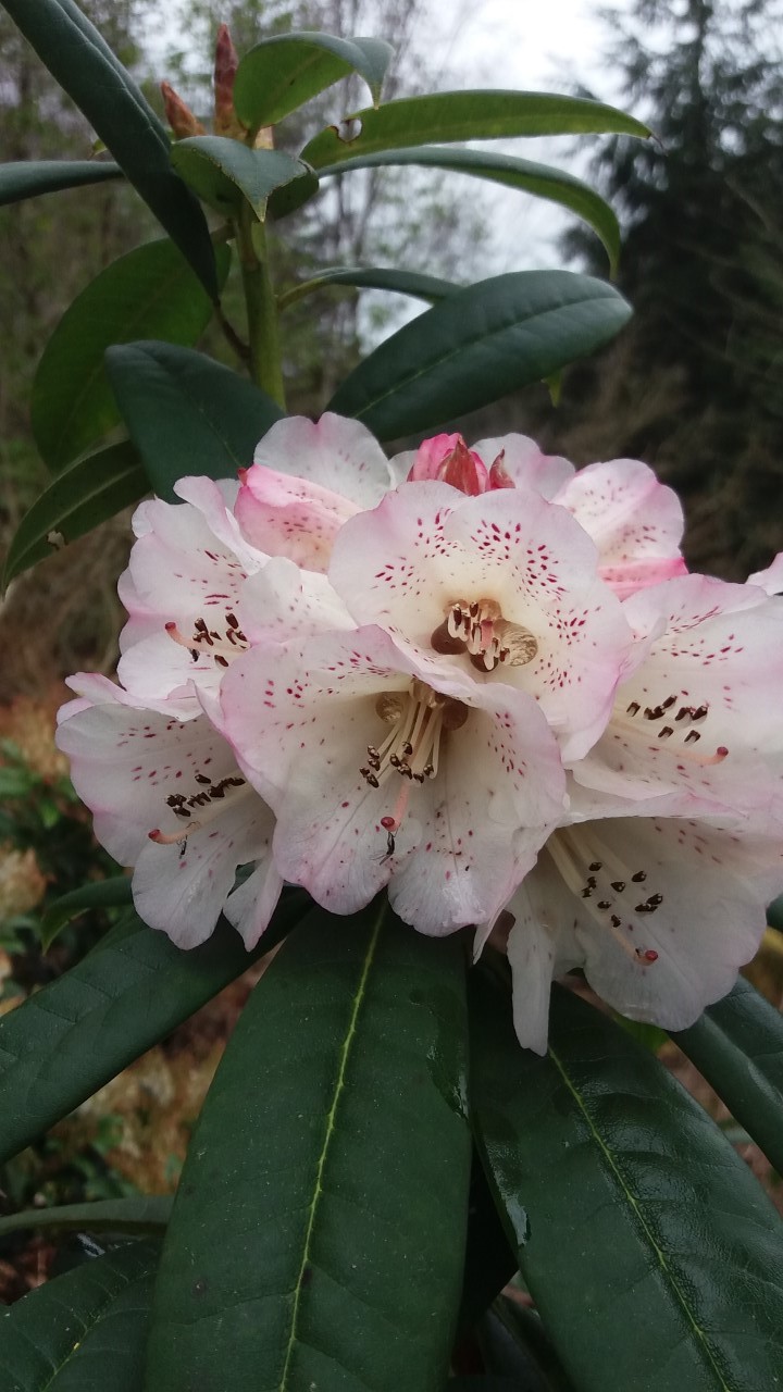 R. irroratum